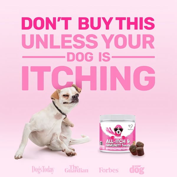 A high-contrast 1:1 square graphic using a provocative headline and pet imagery to highlight a solution for itching dogs.